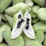 Samen der Inka Gurke.