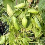 Inka Gurke Hörnchenkürbis