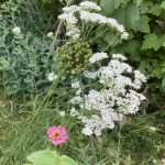 Blütendolde der Schafgarbe.