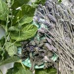 Pfefferzminze Lavendel