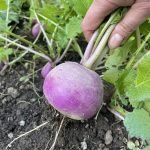 Herbstrübe Navet Ernte