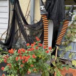 Brockenfeuer Aster zu Halloween.