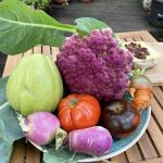 Gemüseernte mit lila Blumenkohl.Gemüseernte mit lila Blumenkohl