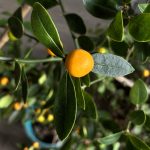 Kumquat Frucht