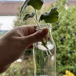 Wurzelbildung bei der Geranie.