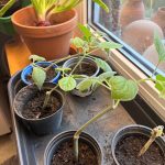 Den Winter über stehen die Stecklinge am Fenster.