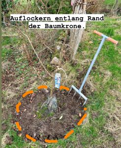 Rand der Baumscheibe auflockern mit Grabgabel.