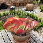 Wüstenkohl Succulente