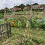 Cley next the Sea Kleingartenanlage.