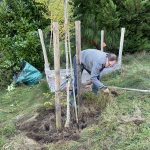 Baumscheibe Nussbaum