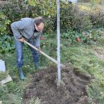 Birnbaum Baumscheibe