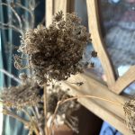 Dolde voll mit Karotten Samen.