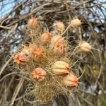 Trockenblumenstrauss