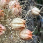 Getrocknete Samenstände Jungfern im Grünen