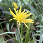 Die Narzisse "Rip van Winkle".