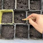 Rund 1 cm tiefe Löcher für die Tomaten Samen.