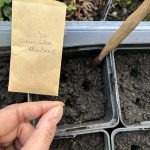 Je drei Tomaten Samen pro Topf.