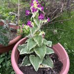 Two Acre Farm Silberblatt.