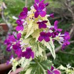 Two Acre Farm Silberblatt Blüten.