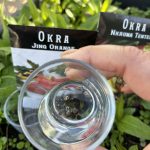 Okra Samen wässern.