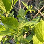 Knospen der Kiwibeere.