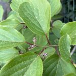 Männliche Kiwi Knospen.