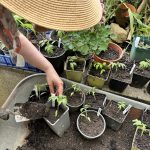 Tomaten Setzlinge werden umgetopft.