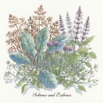 Edilmentals Grafik mit Meerkohl und Scolip, gemini generated