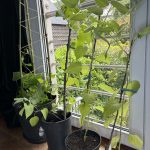 Sie sind groß geworden und müssen jetzt raus.