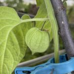 Sogar erste Früchte wachsen.