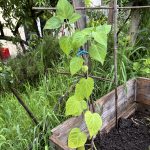 Zurück im Hochbeet: Die Physalis.