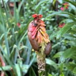 Nacktschnecken auf Fackellilie