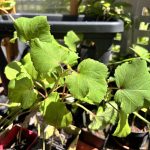 Die roten Okra Setzlinge müssen gepflanzt werden.