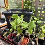 Rote Okra weden gepflanzt.