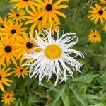 Lockenschopf Magerite