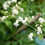 Taubenkropf Leimkraut