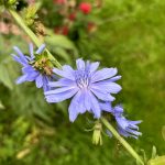 Biene auf Zicchorien Blüte.