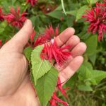 onarde essbare Blütenblätter