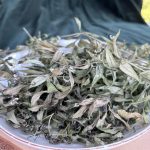 getrockneter Waldmeister