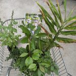 Rühlemanns Kräuter Verkauf