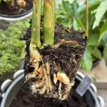 Japanischer Ingwerwurzel Zucht