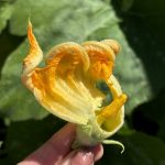 männliche Zucchiniblüte