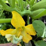 Bestäuben der weiblichen Zucchiniblüte.