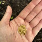 Aussaat Feldsalat Samen.