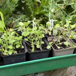 Senfkohl Pak Choi für den Winter.