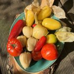 Tomatillo Ernte aus dem Balkongarten.