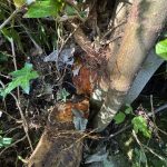 Sollbruchstelle Feigenbaum.