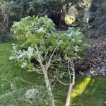 Feigenbaum ist umgefallen.