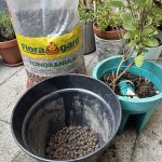 Kräuter umtopfen Tongranulat