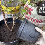 Kräuter umtopfen Dufterde